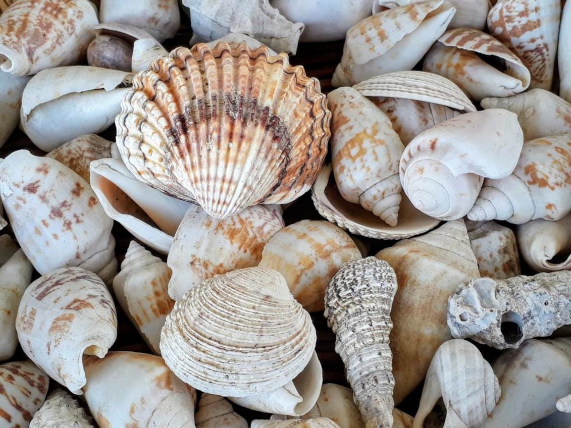 biyomalzeme Deniz kestanesi kabuklarından elde edilen biyomalzeme örneği